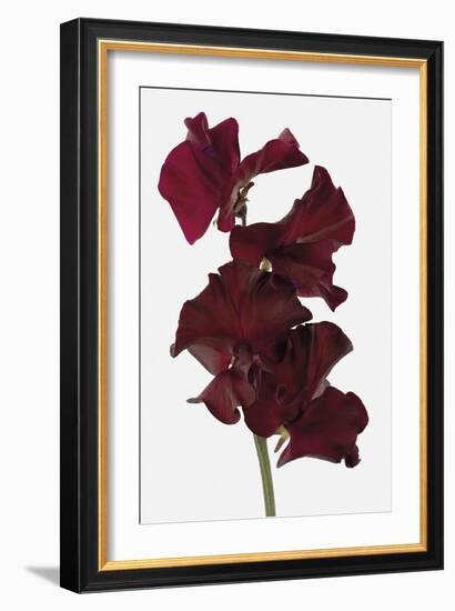 Opulent Flourish - Jewel-Ben Wood-Framed Giclee Print