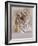 Opulent-Barbara Keith-Framed Giclee Print