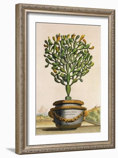 Opuntia Maior Augustifolia, from 'Phytographia Curiosa', Published 1702 (Coloured Engraving)-Abraham Munting-Framed Giclee Print