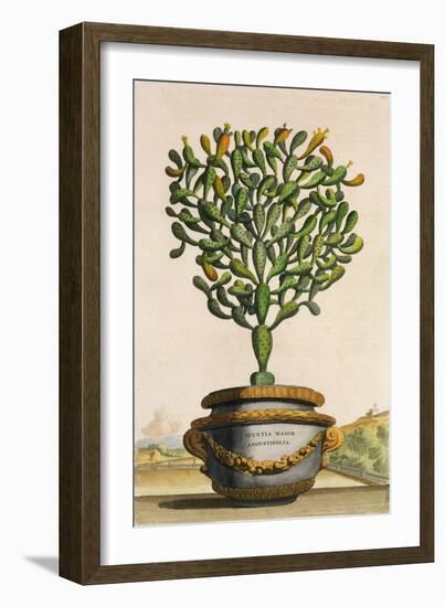 Opuntia Maior Augustifolia, from 'Phytographia Curiosa', Published 1702 (Coloured Engraving)-Abraham Munting-Framed Giclee Print