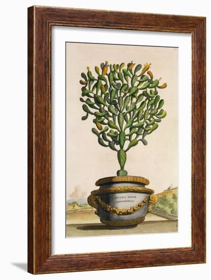 Opuntia Maior Augustifolia, from 'Phytographia Curiosa', Published 1702 (Coloured Engraving)-Abraham Munting-Framed Giclee Print