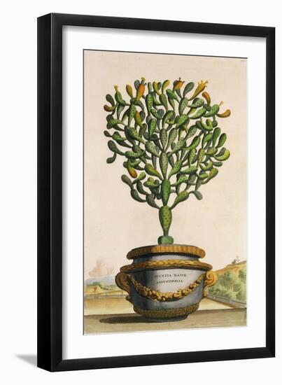 Opuntia Maior Augustifolia, from 'Phytographia Curiosa', Published 1702 (Coloured Engraving)-Abraham Munting-Framed Giclee Print