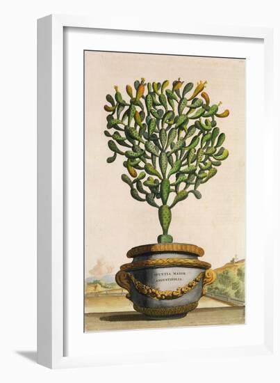 Opuntia Maior Augustifolia, from 'Phytographia Curiosa', Published 1702 (Coloured Engraving)-Abraham Munting-Framed Giclee Print