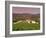 Opus One Winery, Napa Valley, California-John Alves-Framed Photographic Print