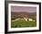 Opus One Winery, Napa Valley, California-John Alves-Framed Photographic Print