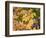 OR, Columbia River Gorge National Scenic Area. Autumn leaves of bigleaf maple on ground-John Barger-Framed Photographic Print