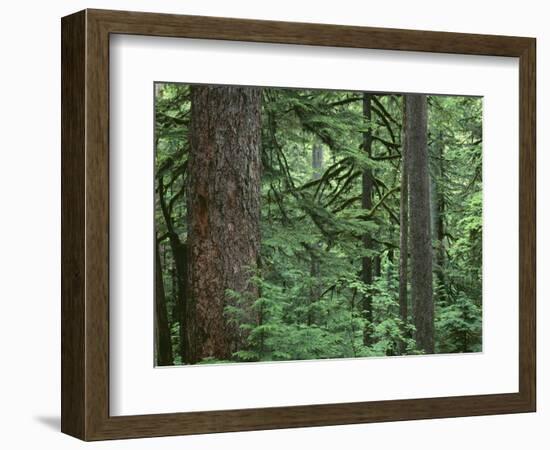 OR, Columbia River Gorge National Scenic Area. Old growth forest dominated by Douglas-fir-John Barger-Framed Photographic Print