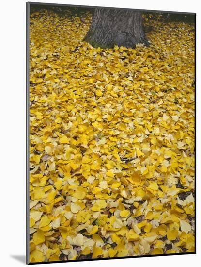 OR, Mount Hood NF. Fall-colored leaves of black cottonwood-John Barger-Mounted Photographic Print