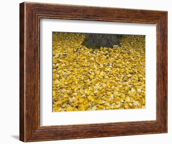 OR, Mount Hood NF. Fall-colored leaves of black cottonwood-John Barger-Framed Photographic Print