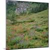 OR, Mount Hood Wilderness, Mount Hood NF, Paintbrush and lupine bloom-John Barger-Mounted Photographic Print