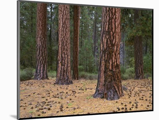 OR, Newberry National Volcanic Monument. Cones, needles and colorful trunks of ponderosas-John Barger-Mounted Photographic Print