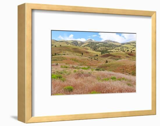 OR, Redmond, Bend, Mitchell. Series of low clay hills striped in colorful bands of minerals-Emily Wilson-Framed Photographic Print