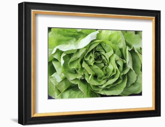 OR, Redmond, Bend. The Bend Farmers Market at Top of Mirror Pond Park. Butter lettuce leaves.-Emily Wilson-Framed Photographic Print