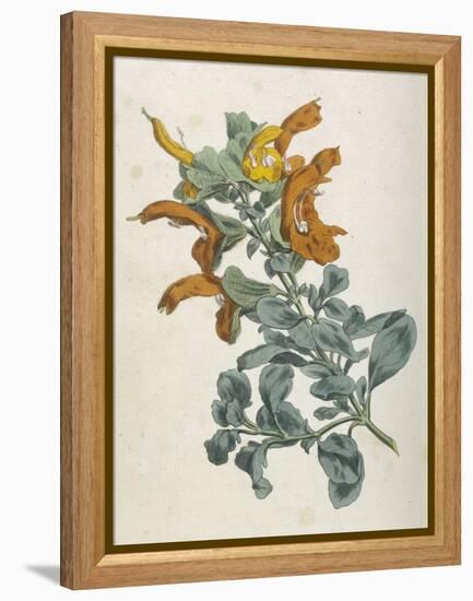 Or Salvia Aurea Golden Sage or Sandsalie-William Curtis-Framed Stretched Canvas