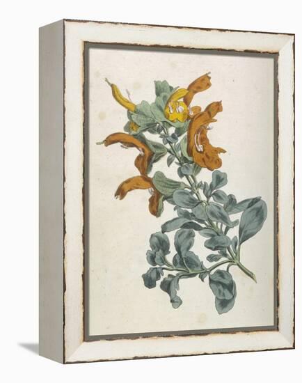 Or Salvia Aurea Golden Sage or Sandsalie-William Curtis-Framed Stretched Canvas