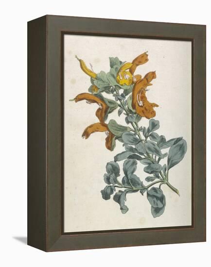 Or Salvia Aurea Golden Sage or Sandsalie-William Curtis-Framed Stretched Canvas