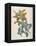 Or Salvia Aurea Golden Sage or Sandsalie-William Curtis-Framed Stretched Canvas