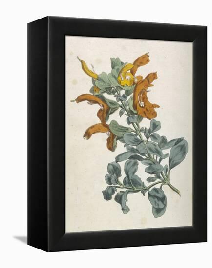 Or Salvia Aurea Golden Sage or Sandsalie-William Curtis-Framed Stretched Canvas