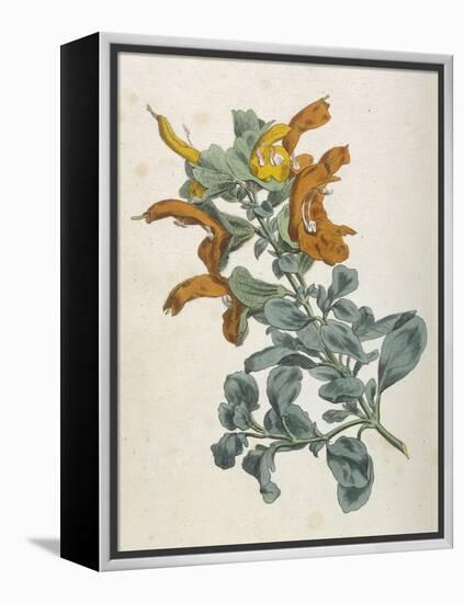 Or Salvia Aurea Golden Sage or Sandsalie-William Curtis-Framed Stretched Canvas