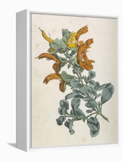 Or Salvia Aurea Golden Sage or Sandsalie-William Curtis-Framed Stretched Canvas