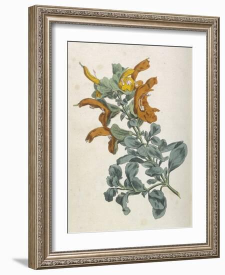 Or Salvia Aurea Golden Sage or Sandsalie-William Curtis-Framed Art Print