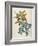 Or Salvia Aurea Golden Sage or Sandsalie-William Curtis-Framed Art Print