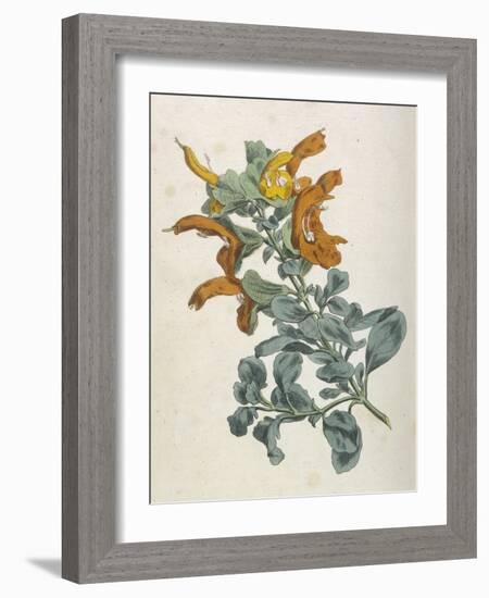 Or Salvia Aurea Golden Sage or Sandsalie-William Curtis-Framed Art Print