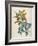 Or Salvia Aurea Golden Sage or Sandsalie-William Curtis-Framed Art Print