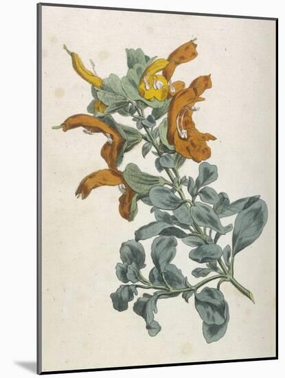 Or Salvia Aurea Golden Sage or Sandsalie-William Curtis-Mounted Art Print