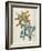 Or Salvia Aurea Golden Sage or Sandsalie-William Curtis-Framed Art Print