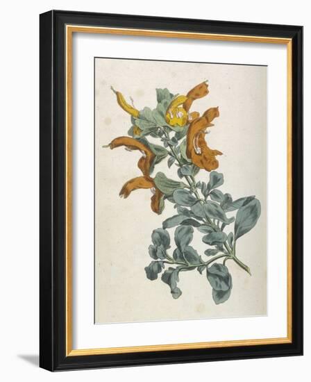 Or Salvia Aurea Golden Sage or Sandsalie-William Curtis-Framed Art Print