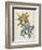 Or Salvia Aurea Golden Sage or Sandsalie-William Curtis-Framed Art Print