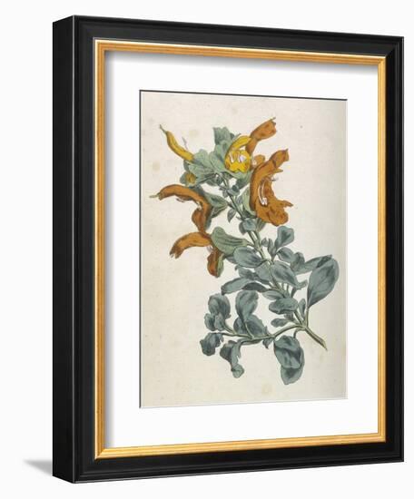 Or Salvia Aurea Golden Sage or Sandsalie-William Curtis-Framed Art Print