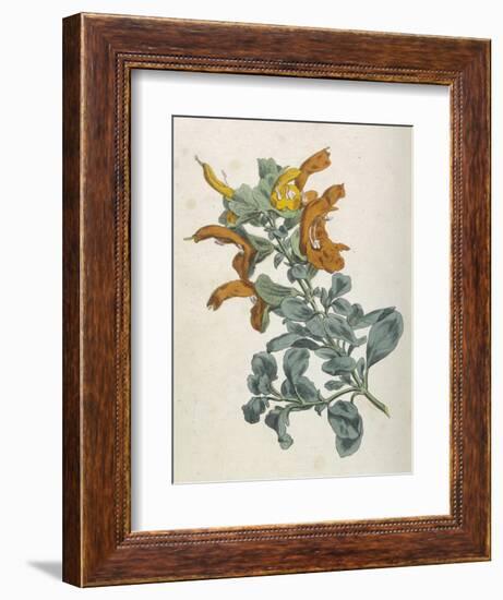 Or Salvia Aurea Golden Sage or Sandsalie-William Curtis-Framed Premium Giclee Print