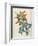 Or Salvia Aurea Golden Sage or Sandsalie-William Curtis-Framed Premium Giclee Print