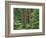 OR, Willamette NF. Middle Santiam Wilderness, Douglas fir giants rise above western hemlock-John Barger-Framed Photographic Print