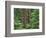 OR, Willamette NF. Middle Santiam Wilderness, Douglas fir giants rise above western hemlock-John Barger-Framed Photographic Print