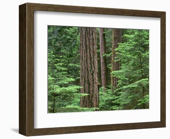OR, Willamette NF. Middle Santiam Wilderness, Douglas fir giants rise above western hemlock-John Barger-Framed Photographic Print