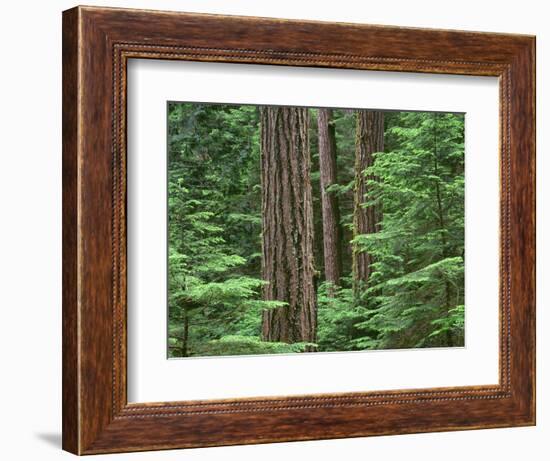 OR, Willamette NF. Middle Santiam Wilderness, Douglas fir giants rise above western hemlock-John Barger-Framed Photographic Print