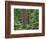 OR, Willamette NF. Middle Santiam Wilderness, Douglas fir giants rise above western hemlock-John Barger-Framed Photographic Print