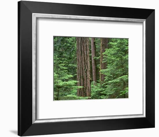 OR, Willamette NF. Middle Santiam Wilderness, Douglas fir giants rise above western hemlock-John Barger-Framed Photographic Print