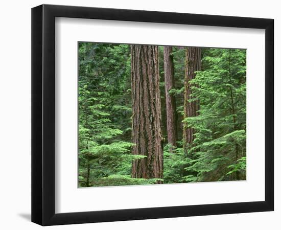 OR, Willamette NF. Middle Santiam Wilderness, Douglas fir giants rise above western hemlock-John Barger-Framed Photographic Print