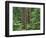 OR, Willamette NF. Middle Santiam Wilderness, Douglas fir giants rise above western hemlock-John Barger-Framed Photographic Print