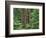 OR, Willamette NF. Middle Santiam Wilderness, Douglas fir giants rise above western hemlock-John Barger-Framed Photographic Print