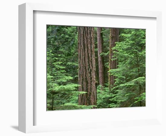 OR, Willamette NF. Middle Santiam Wilderness, Douglas fir giants rise above western hemlock-John Barger-Framed Photographic Print