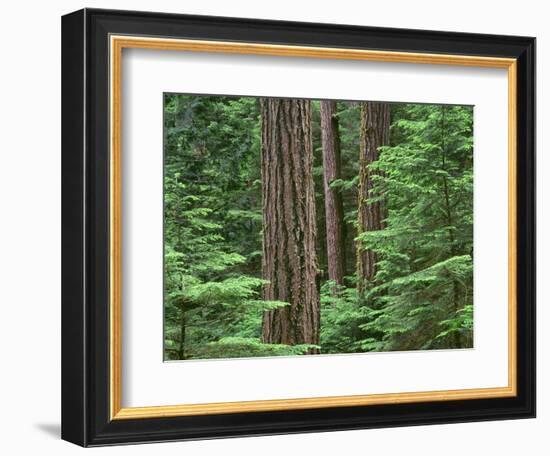 OR, Willamette NF. Middle Santiam Wilderness, Douglas fir giants rise above western hemlock-John Barger-Framed Photographic Print