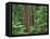 OR, Willamette NF. Middle Santiam Wilderness, Douglas fir giants rise above western hemlock-John Barger-Framed Premier Image Canvas