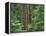 OR, Willamette NF. Middle Santiam Wilderness, Douglas fir giants rise above western hemlock-John Barger-Framed Premier Image Canvas