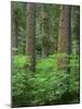 OR, Willamette NF. Springtime in old growth forest of Douglas fir and western hemlock-John Barger-Mounted Photographic Print