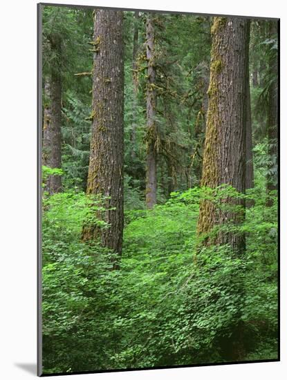 OR, Willamette NF. Springtime in old growth forest of Douglas fir and western hemlock-John Barger-Mounted Photographic Print